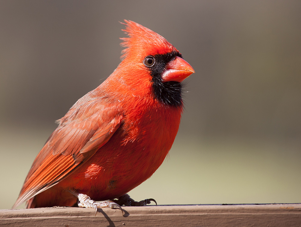 Bright red cardinal, Guy Sagi