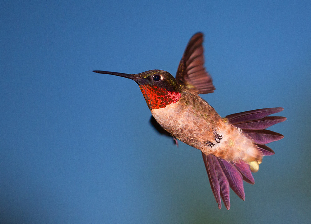 Hummingbird in flight, Guy Sagi