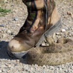 prairie rattlesnake after a strike, Guy Sagi