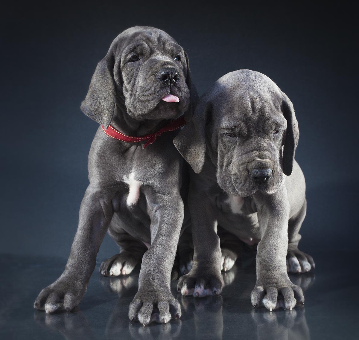 Maverick Danes, Guy J. Sagi, puppy sibling rivalry, Great Dane puppies, strobist photography