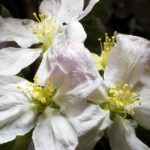 apple blossoms, flowers, Guy Sagi, Raeford, Hoke County, North Carolina