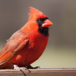 Bright red cardinal, Guy Sagi