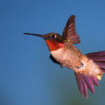 Hummingbird in flight, Guy Sagi